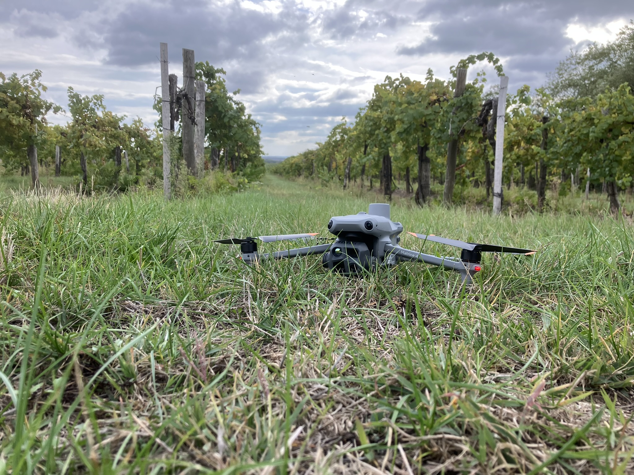 szolo aranyszinu sargasag felmeres dronnal 64